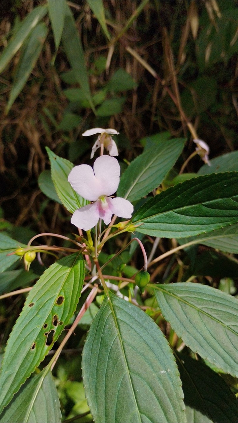 Impatiens cuspidata photo 4