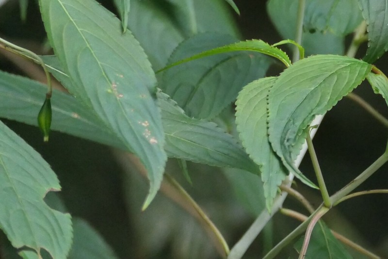 Impatiens cuspidata photo 5