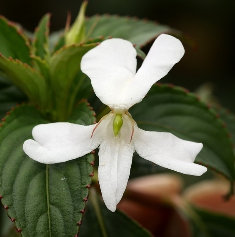 Impatiens cuspidata photo 6
