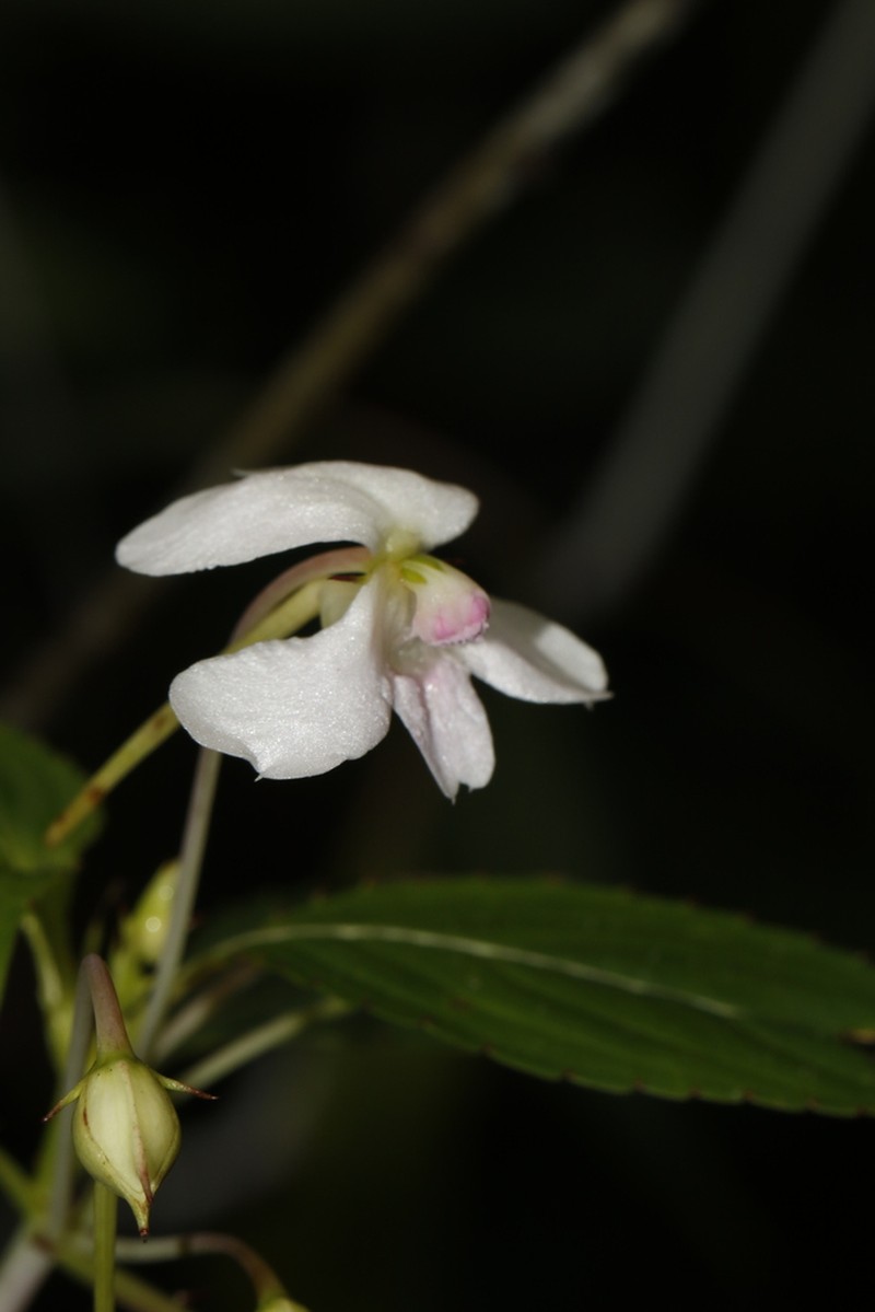 Impatiens cuspidata photo 7