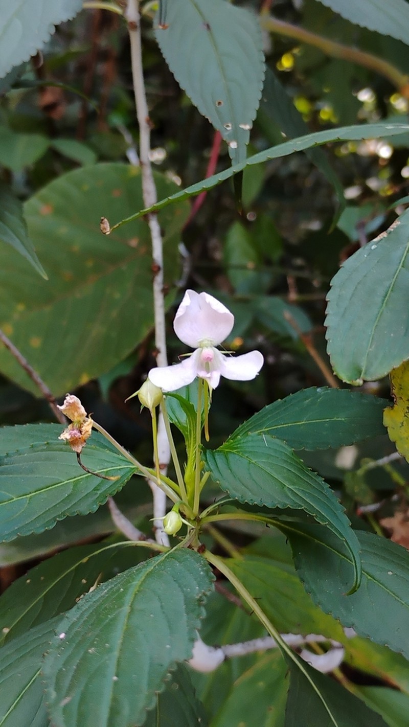 Impatiens cuspidata photo 8