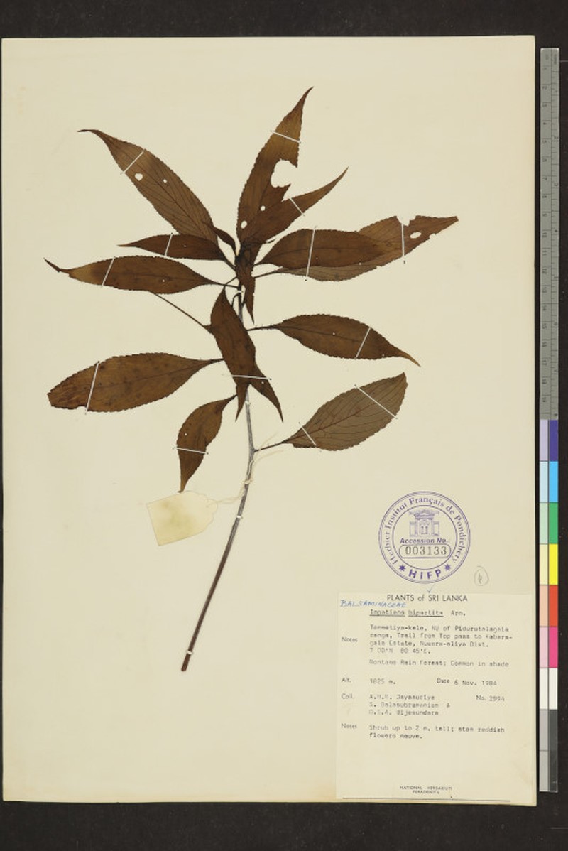 Impatiens cuspidata subsp. bipartita