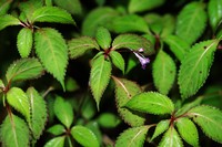 Impatiens cyanantha