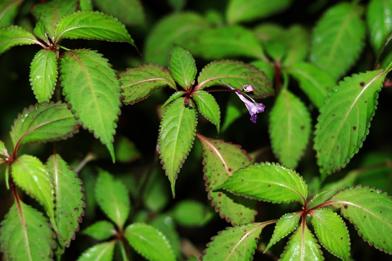 Impatiens cyanantha