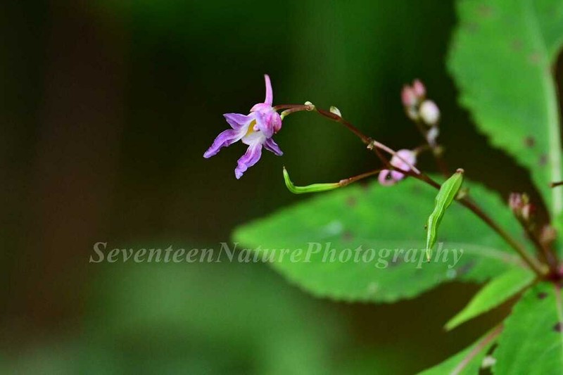 Impatiens cyanantha photo 2