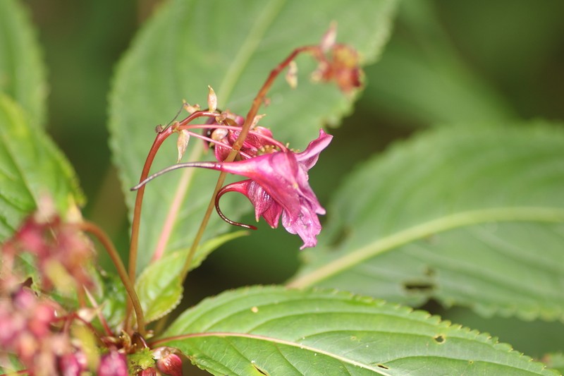Impatiens cyanantha photo 3