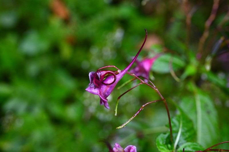 Impatiens cyanantha photo 4