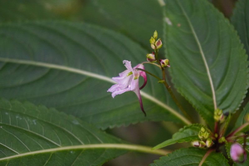 Impatiens cyanantha photo 5