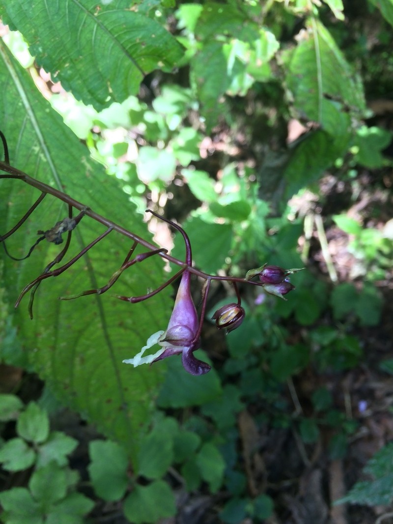 Impatiens cyanantha photo 6