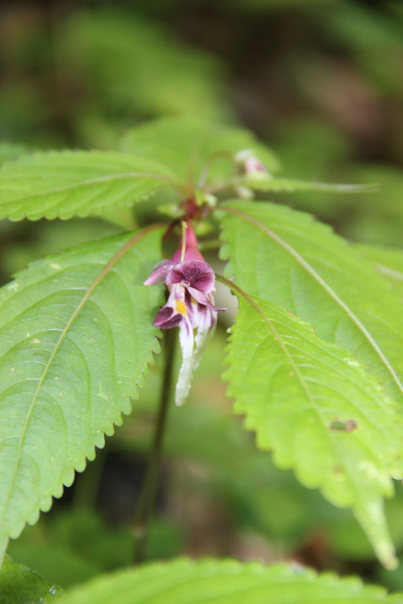 Impatiens cyanantha photo 7