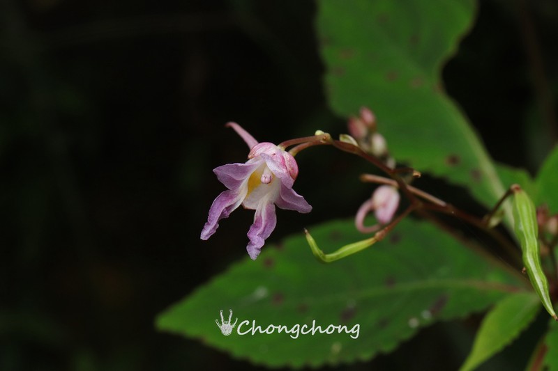 Impatiens cyanantha photo 8