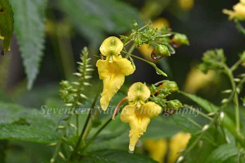 Impatiens cyathiflora