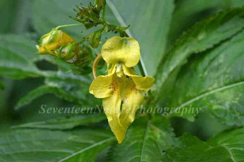 Impatiens cyathiflora photo 2