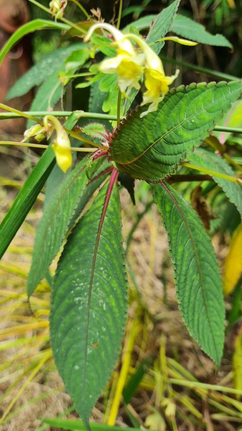 Impatiens cyathiflora photo 3