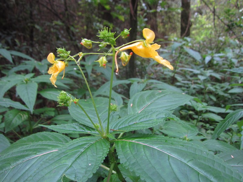 Impatiens cyathiflora photo 4