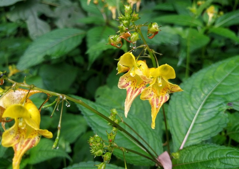 Impatiens cyathiflora photo 5