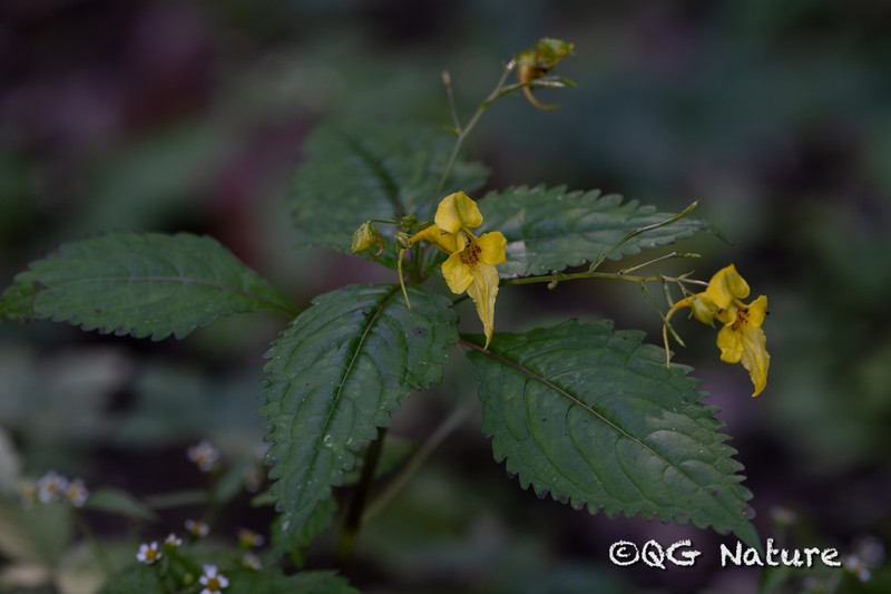 Impatiens cyathiflora photo 6