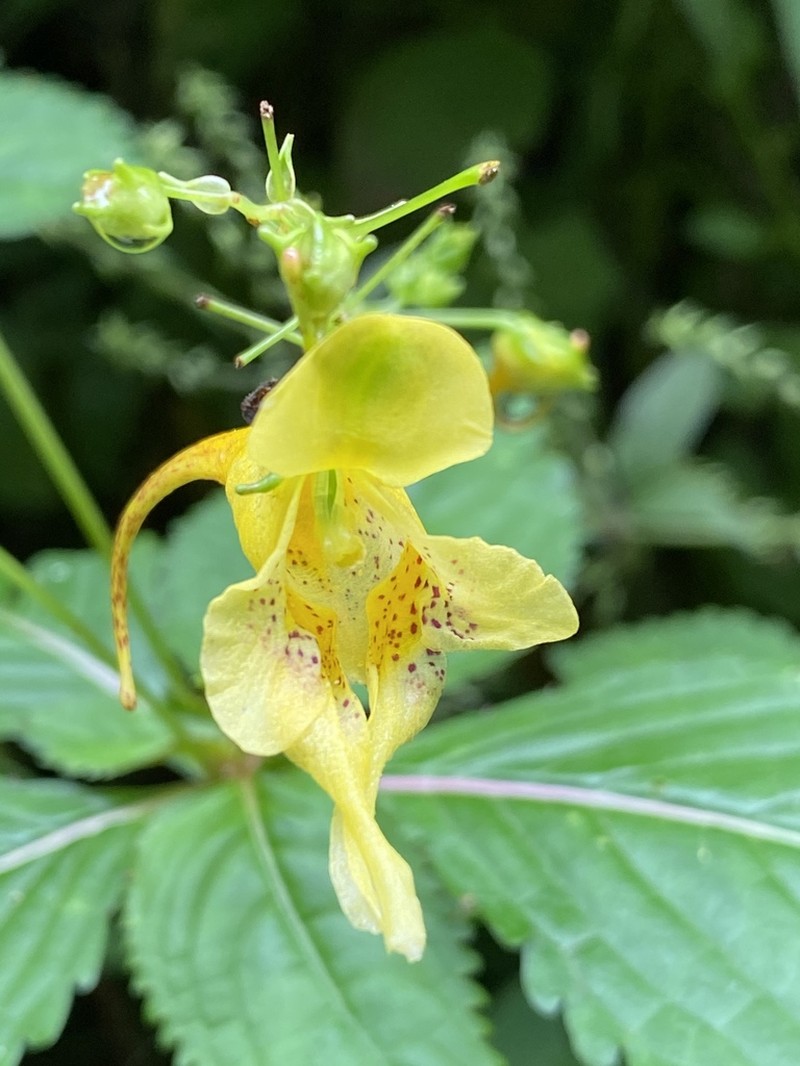 Impatiens cyathiflora photo 7