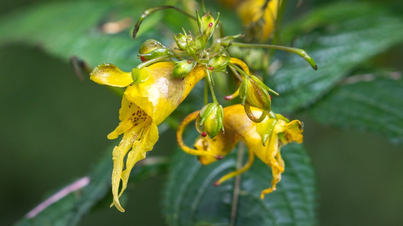 Impatiens cyathiflora photo 8