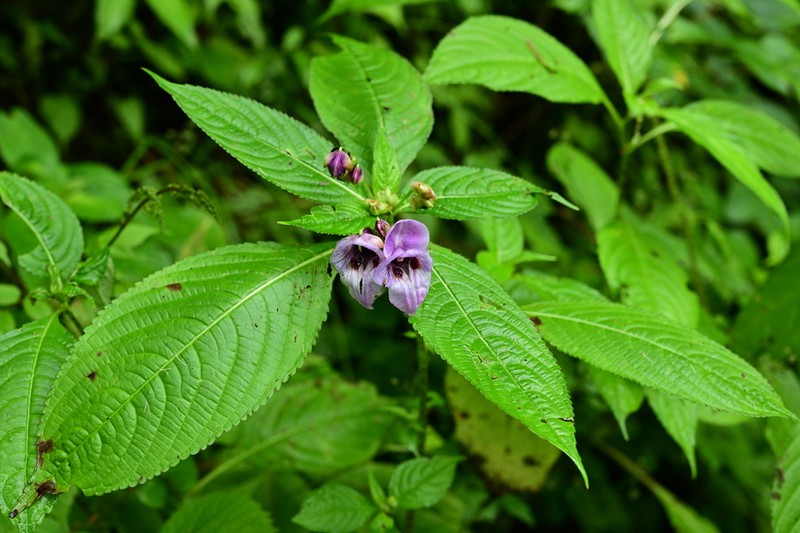 Impatiens cymbifera photo 2