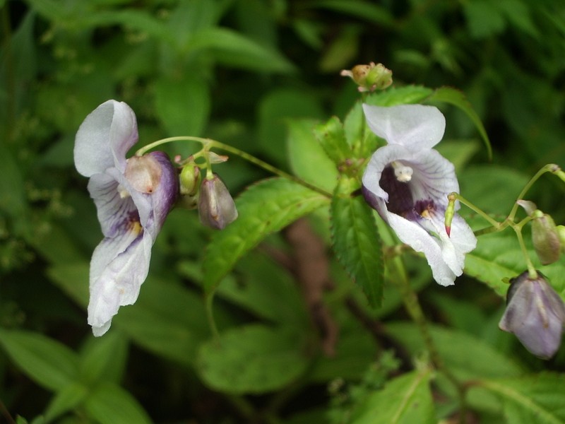 Impatiens cymbifera photo 3