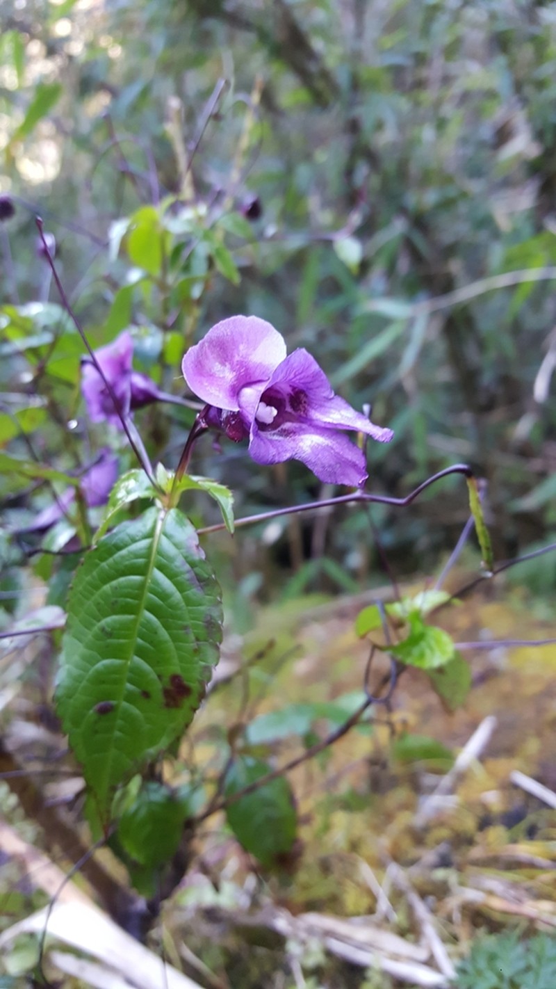Impatiens cymbifera photo 4