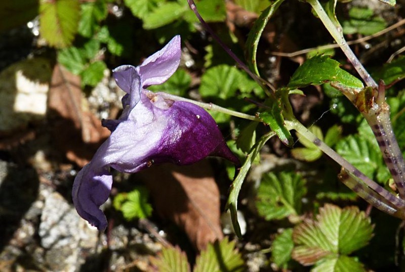 Impatiens cymbifera photo 5