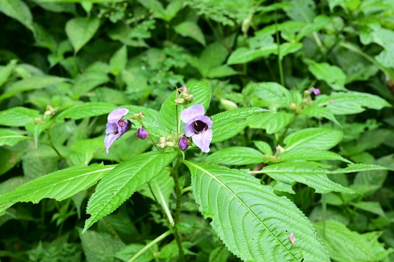 Impatiens cymbifera photo 6