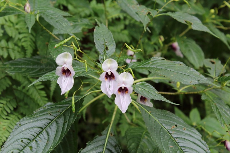 Impatiens cymbifera photo 7