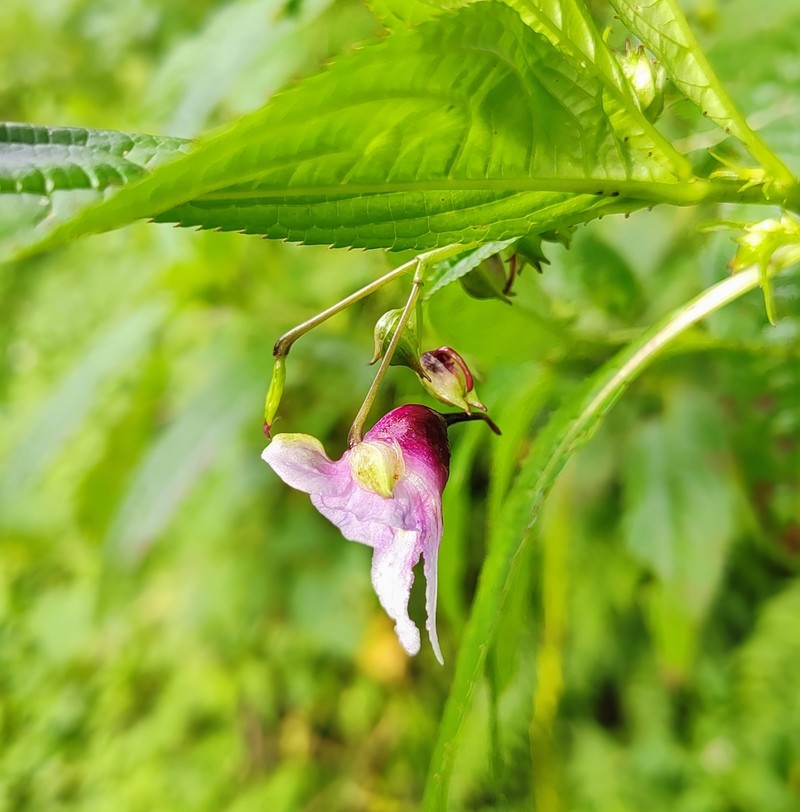 Impatiens cymbifera photo 8