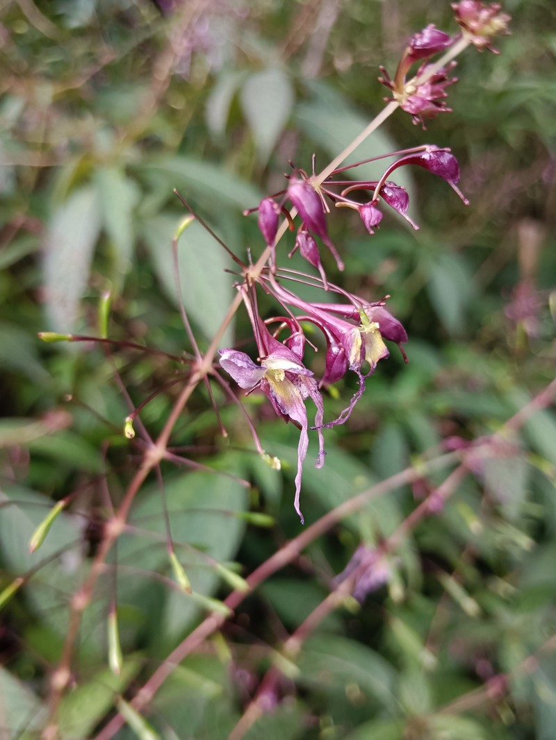 Impatiens dalaiensis photo 2