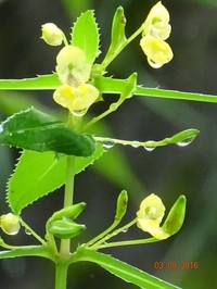Impatiens dalzellii