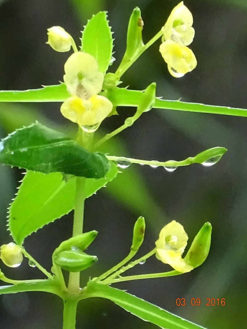 Impatiens dalzellii