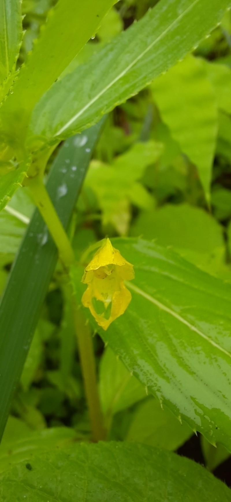 Impatiens dalzellii photo 2