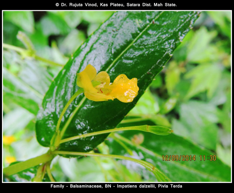 Impatiens dalzellii photo 3