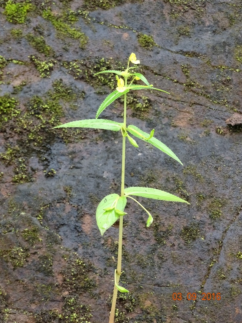 Impatiens dalzellii photo 4