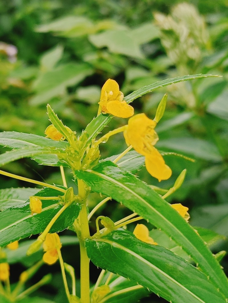Impatiens dalzellii photo 5
