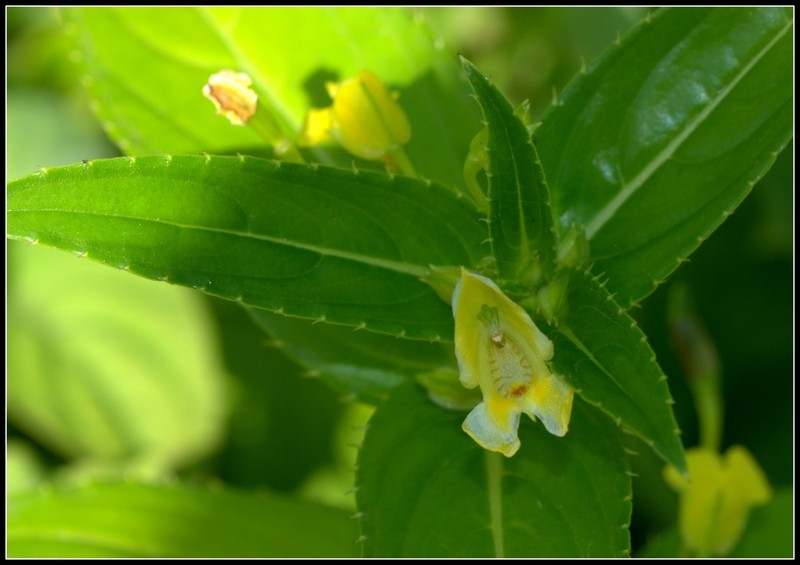 Impatiens dalzellii photo 6