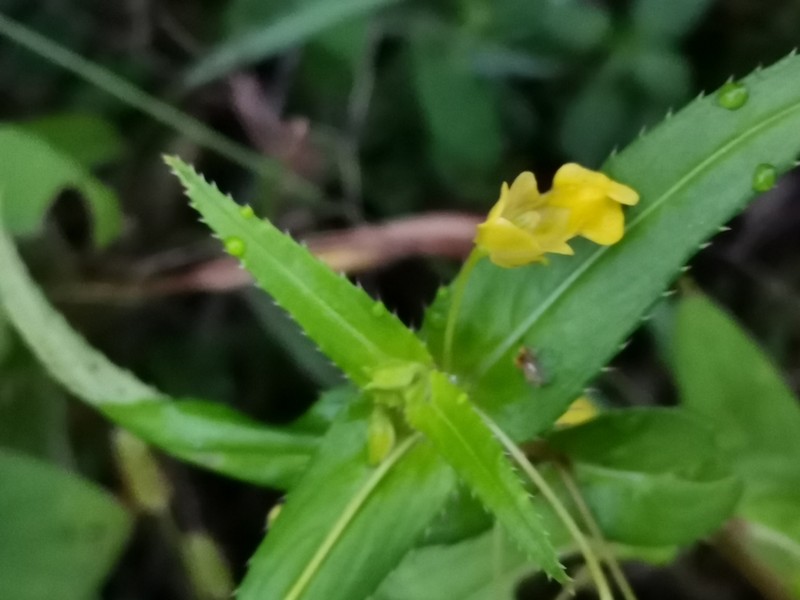 Impatiens dalzellii photo 7