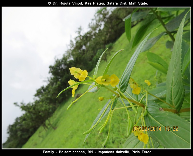 Impatiens dalzellii photo 8