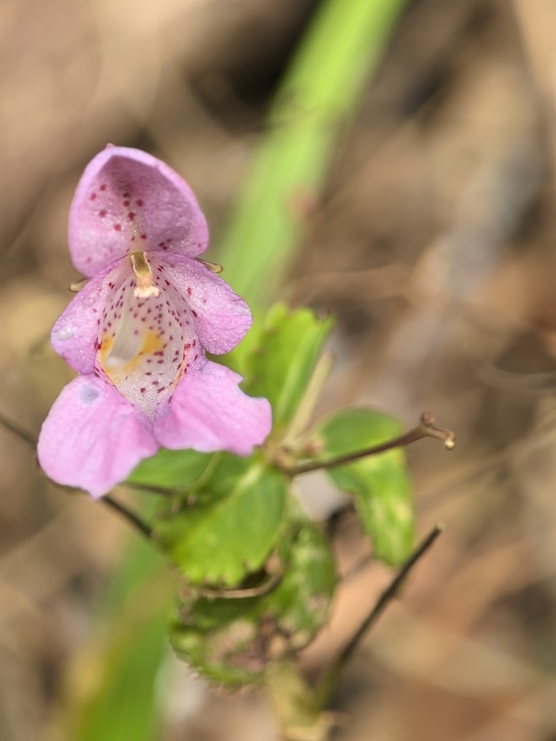 Impatiens damingensis