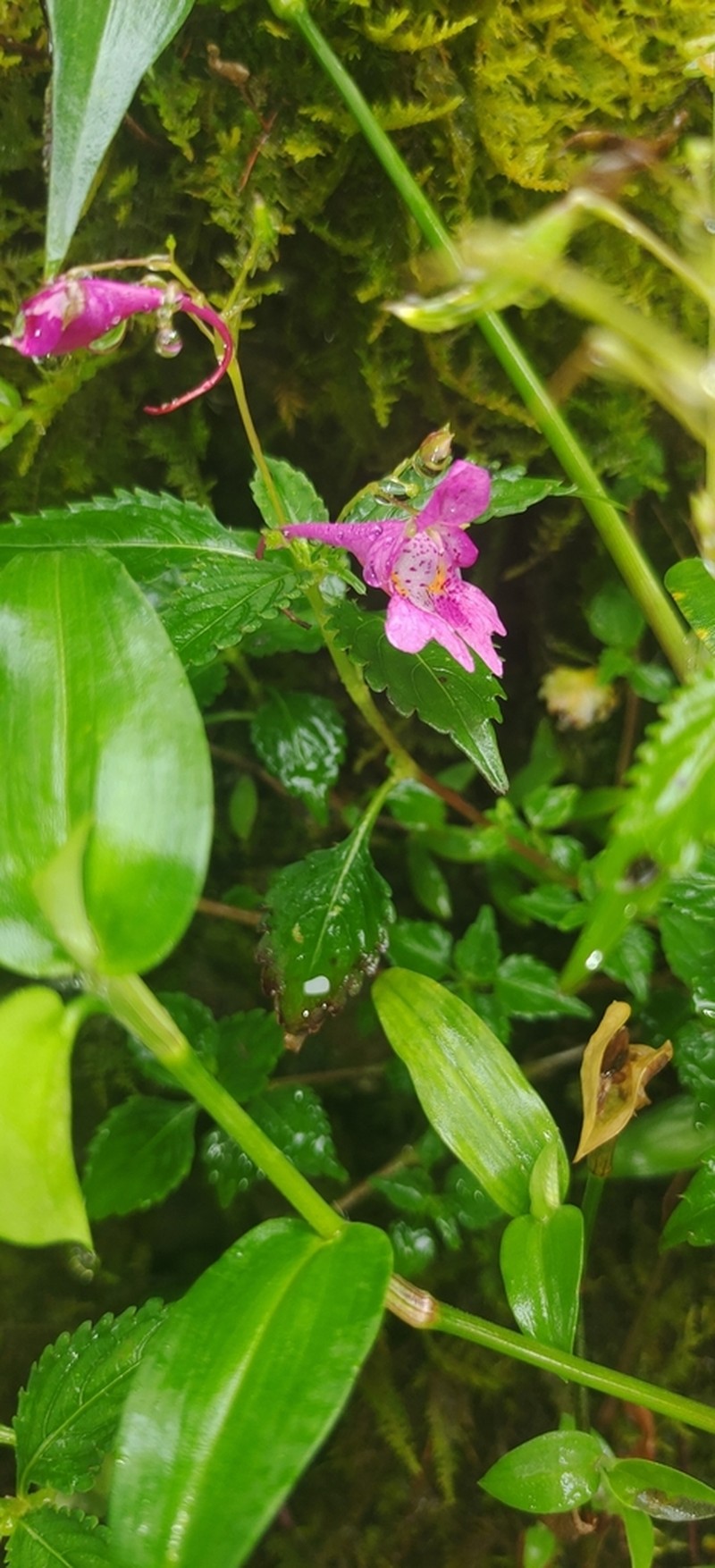 Impatiens damingensis photo 2