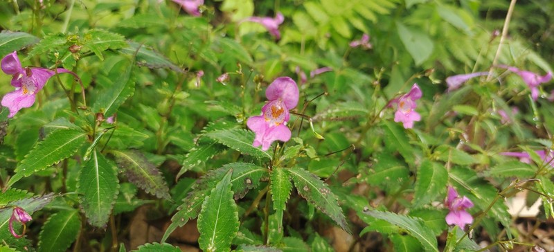 Impatiens damingensis photo 4