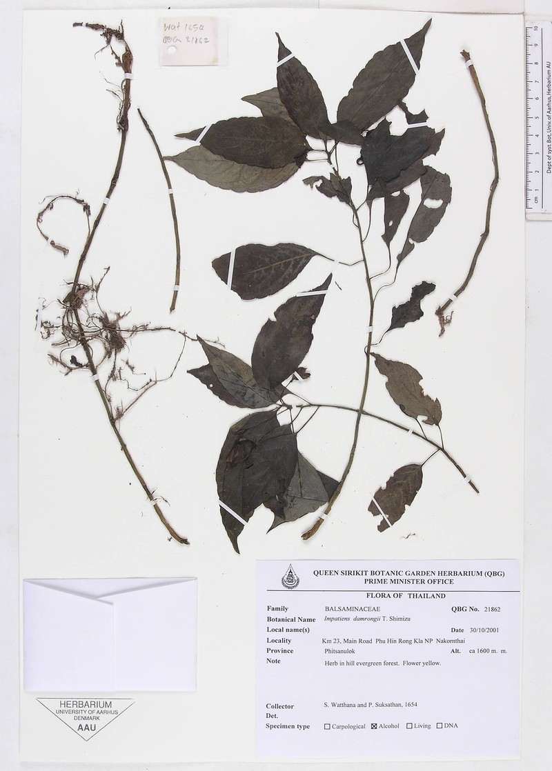 Impatiens damrongii