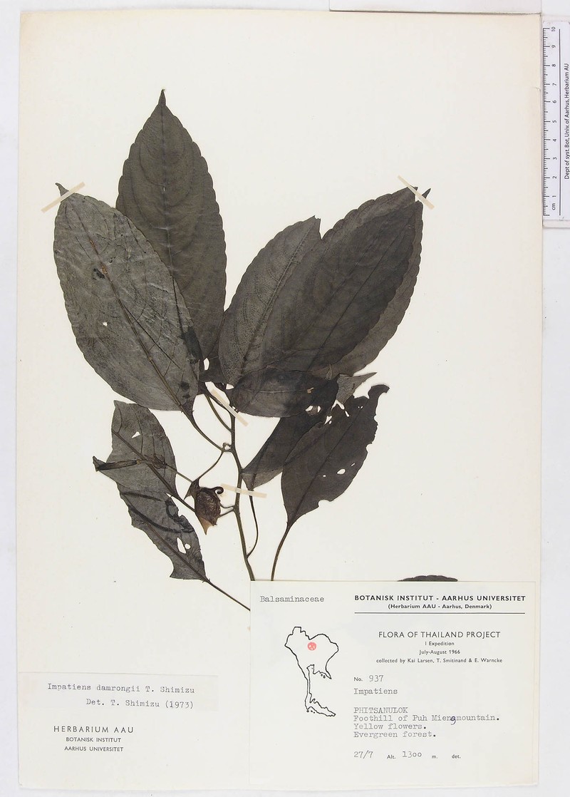 Impatiens damrongii photo 2