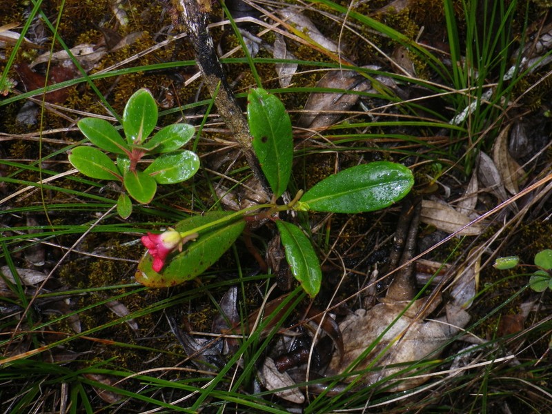 Impatiens danguyana