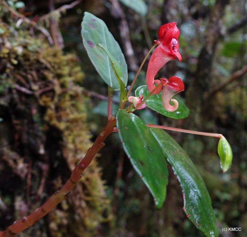 Impatiens danguyana photo 3