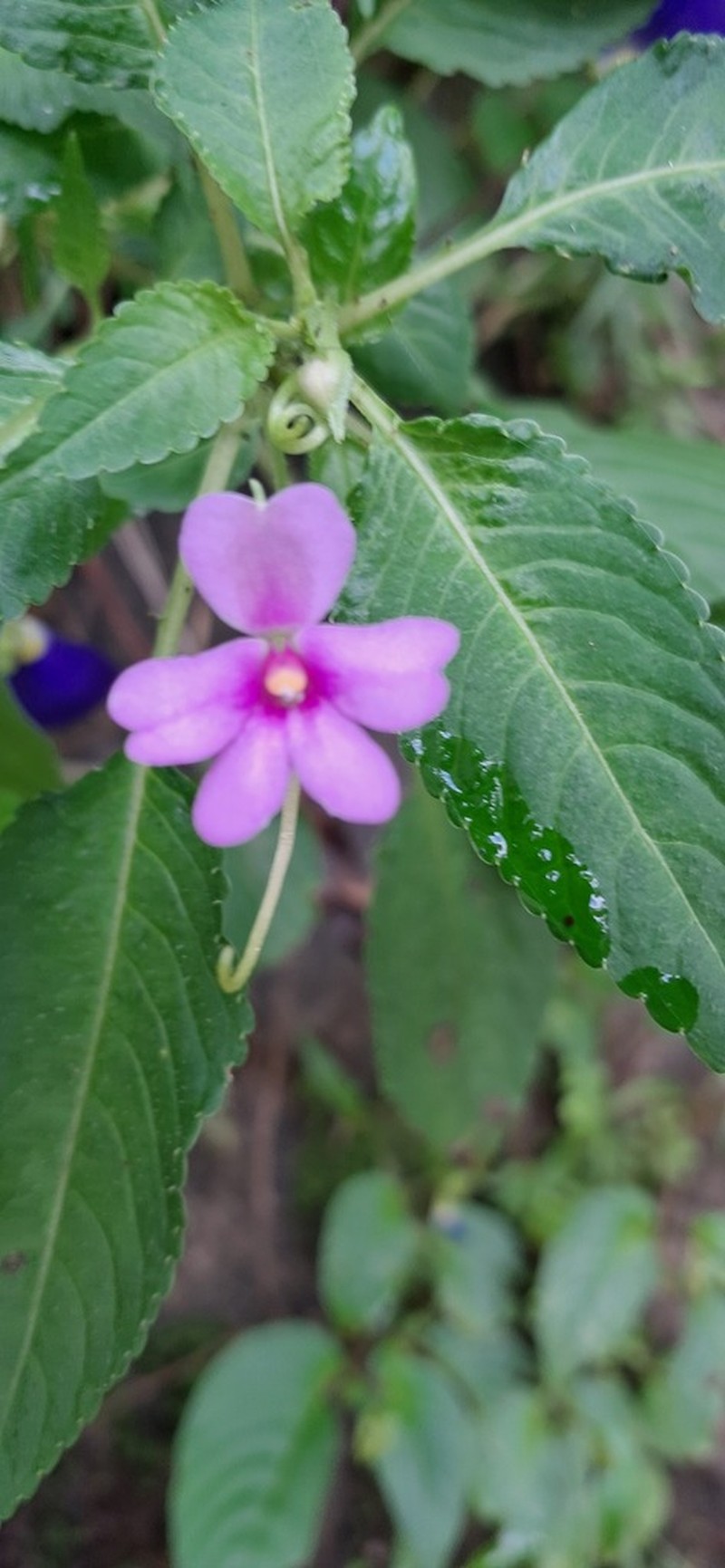 Impatiens dasysperma photo 2