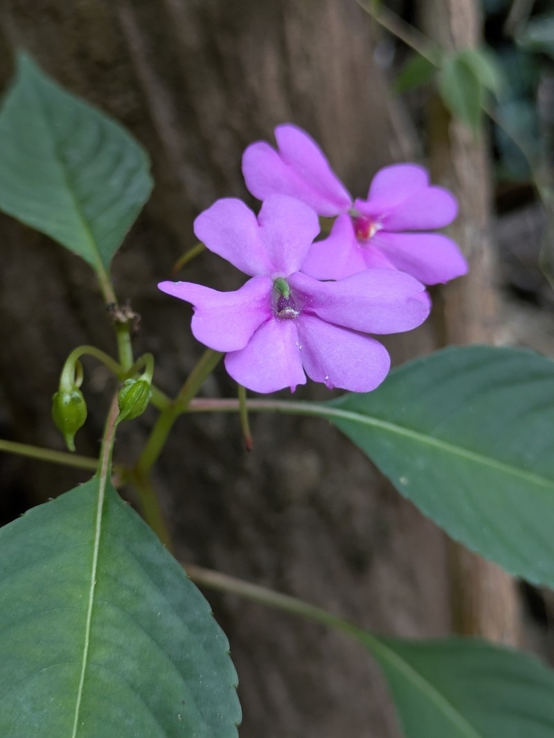 Impatiens dasysperma photo 3