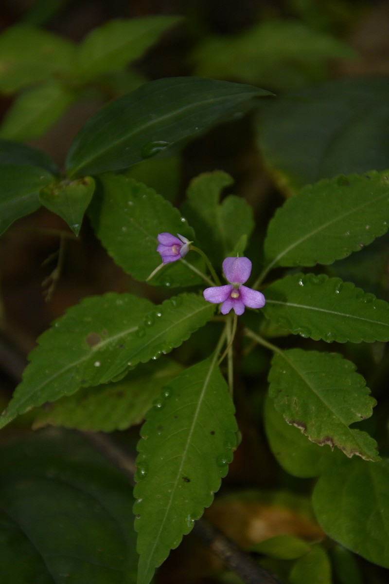 Impatiens dasysperma photo 4